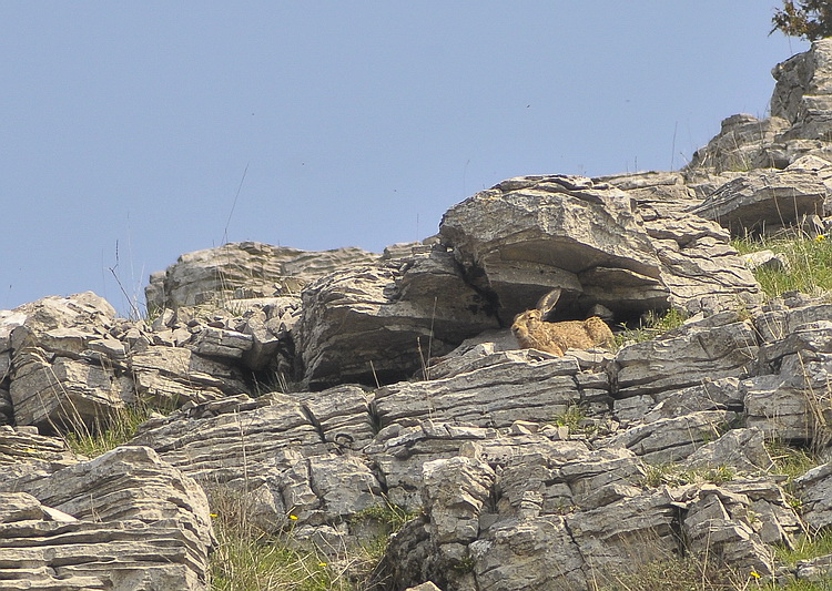 Una lepre speciale... - Monte Labro (GR)